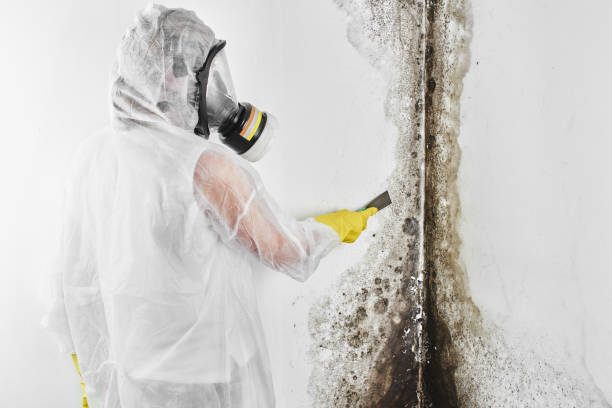Best Commercial Mold Removal  in Harrisburg, IL