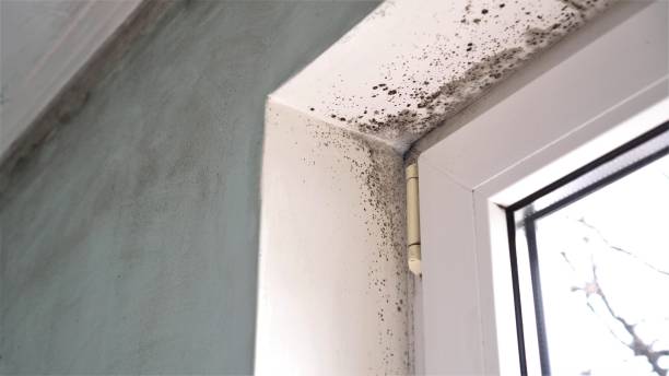 Best Home Mold Removal  in Harrisburg, IL