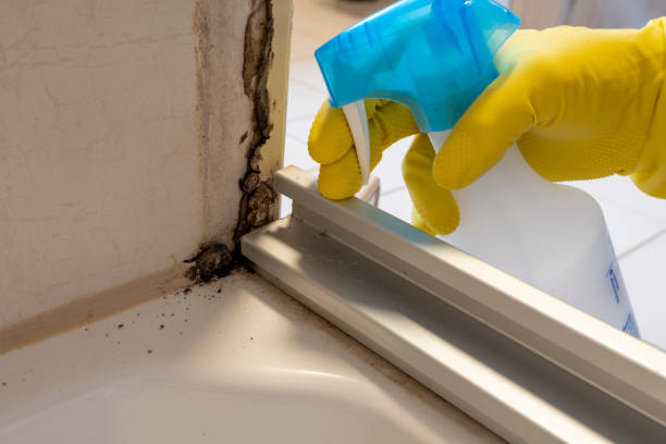 Best Certified Mold Removal  in Harrisburg, IL
