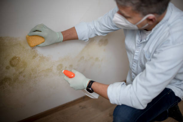 Best Mold Removal Specialists  in Harrisburg, IL