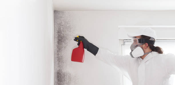 Best Local Mold Removal Service  in Harrisburg, IL