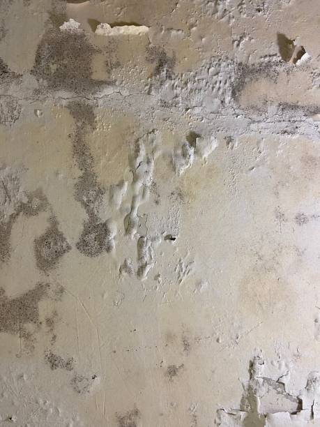 Best Mold Removal Company Near Me  in Harrisburg, IL