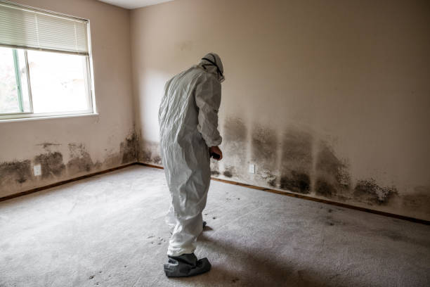 Best Professional Mold Removal  in Harrisburg, IL