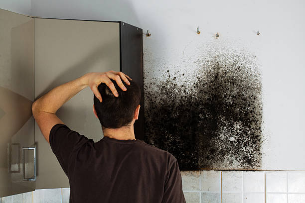 Best Crawl Space Mold Removal  in Harrisburg, IL