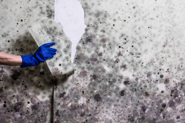 Reliable Harrisburg, IL Mold Removal Solutions