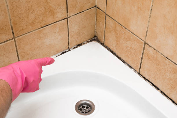Crawl Space Mold Removal in Harrisburg, IL