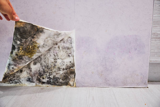 Best Fast Mold Removal  in Harrisburg, IL